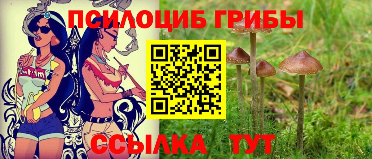 Галлюциногенные грибы Psilocybe  Вход с VPN  Учалы  Галлюциногенные грибы мицелий 